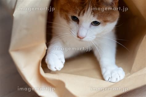 紙袋に入った猫 茶トラ白の写真素材 [247613705] イメージマート