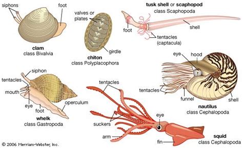 Mollusk Gastropods Bivalves Cephalopods Britannica