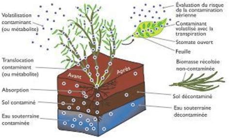 Principe De La Phytovolatilisation Des L Ments Traces M Talliques