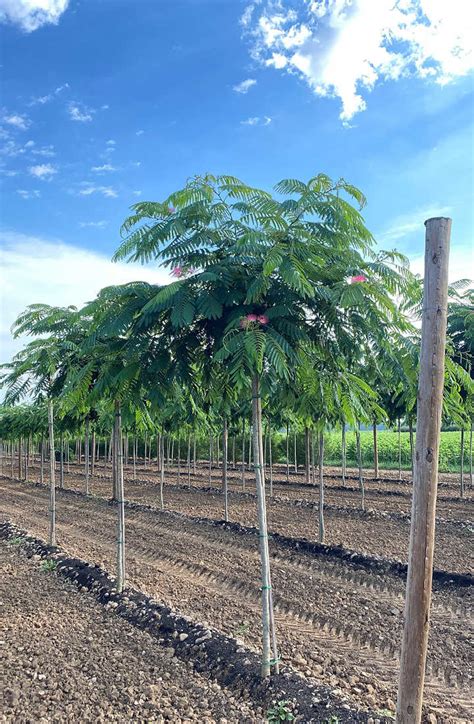 Albizia Julibrissin Ombrella Arbre Soie Chlori