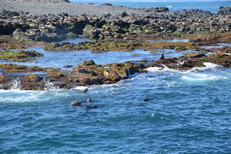 Seal Watching Cruise, Phillip Island Wildlife Cruises - Mum's Little ...