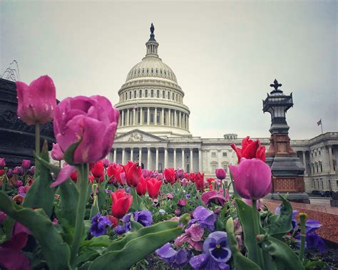 Best Dc Flower at Rita Skelley blog