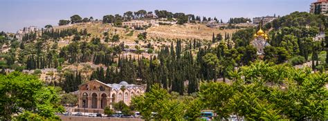 The Mount Of Olives Where Jesus Prayed And Wept Sponsor An Olive