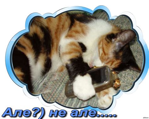 Люська любит телефон)) | Пикабу