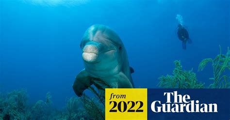 TIL dolphins use coral mucus to treat their skin. As they are prone to ...