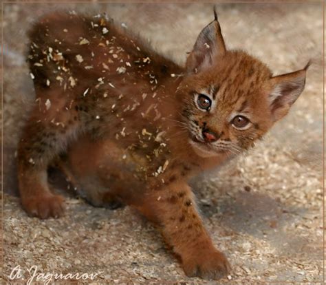 Baby Lynx Oh How Cute And Tiny And Fuzzy Is He Wild Cats Animals