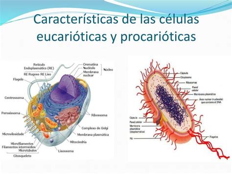 Los 5 Reinos Biologicos Ppt