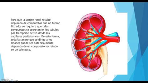 Depuracion Plasmatica Renal YouTube