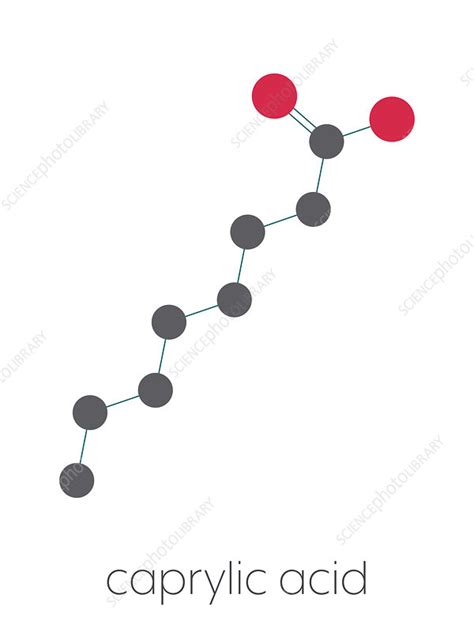Caprylic acid molecule, illustration - Stock Image - F027/8268 ...