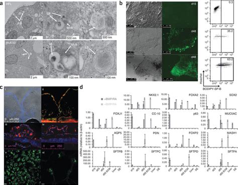 Morphology And Function Of Hpsc Derived Lung And Airway Epithelium A