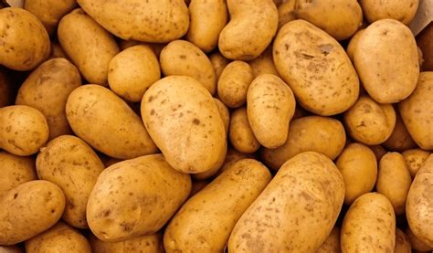 Combat Potato Blight With Resistant Varieties