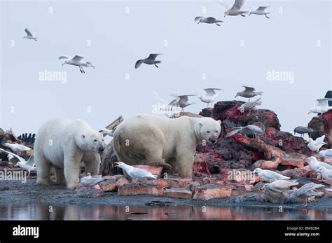 Polar Bears Ursus Maritimus Scavenge A Bowhead Whale Balaena