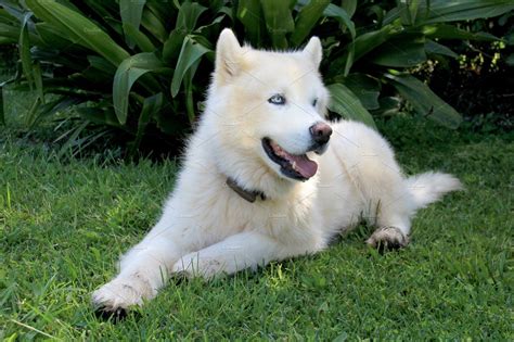 Pure white siberian husky dog with containing husky, dog, and pure | White siberian husky ...