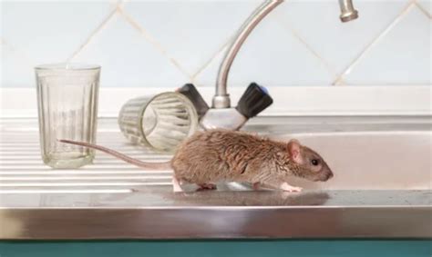 Signs of An Impending Mice Infestation Problem - IMC Grupo