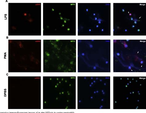 Figure From Lipopolysaccharide Induced Neutrophil Extracellular Trap