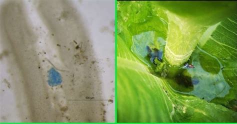 Microplastics Found In Water Trapped On Plant Leaves For The First Time