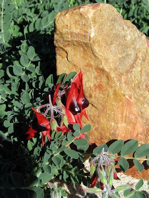 Plain Jane Creations Sturt S Desert Pea Growing Wild