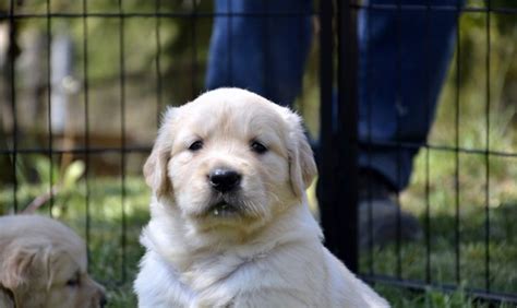 Cuccioli Di Golden Retriever Allevamento Le Ombre Verdi