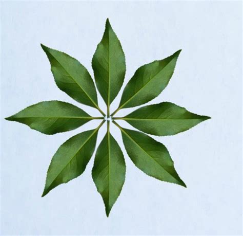 Symmetry in Nature | Mathcurious