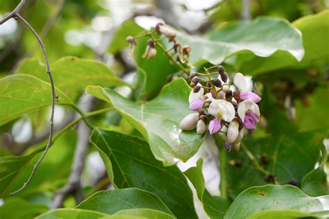 Pongamia Pinnata Indian Beech Cabi Compendium