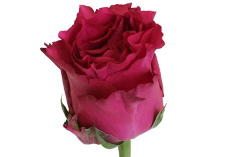 Роза Родос Пинк