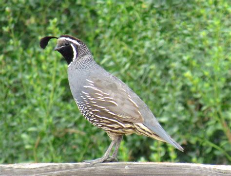 The California Quail: Our State Bird