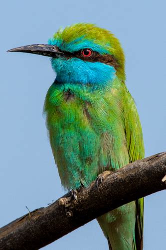 Arabian Green Bee Eater Merops Cyanophrys · Inaturalist