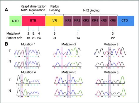 Keap1 mutations in EOC. A, location of mutations within Keap1 protein ...