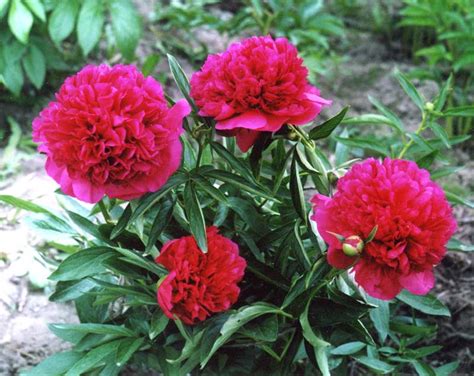 Пион Red Charm в наличии низкая цена - саженцы, описание, отзывы, фото ...
