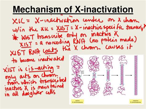 Ppt Bio 304 Lecture 15 Powerpoint Presentation Free Download Id