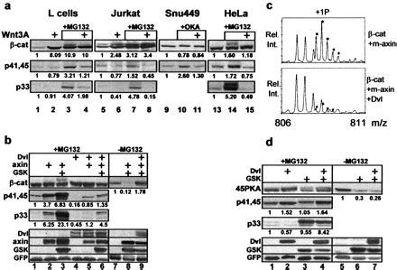 Axin mediated CKI phosphorylation of β catenin at Ser 45 a molecular