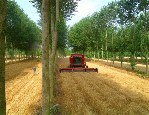 Mehr Vielfalt Im Feld Was Sind Eigentlich Agroforstsysteme