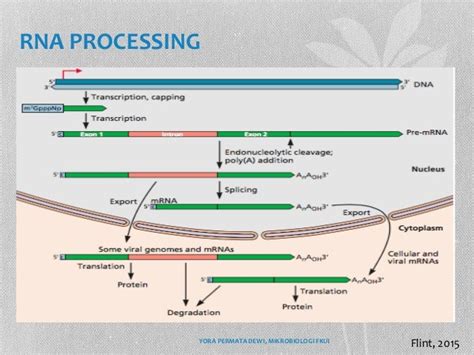 Replication Of Dna Virus Genomes