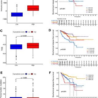 Construction Of Cuproptosis Score And Its Prognostic Value