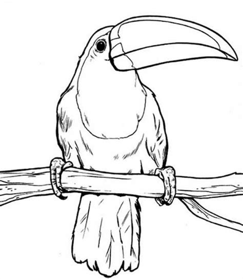 Blanco Designs Animais Para Colorir Tucano Desenho Desenho De Arara