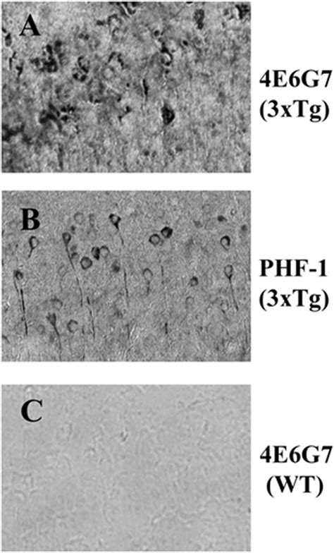 4e6g7 Stains Pathological Tau In Sections From Transgenic Animals A