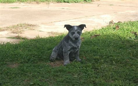 Australian Stumpy Tail Cattle Puppies Behavior And Characteristics In Different Months Until One ...