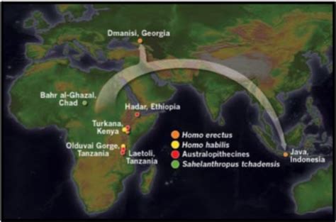 Early Humans Homo Erectus - HISTORY'S HISTORIES You are history. We are ...