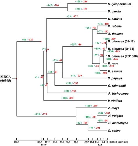 Phylogenetic Tree Showing Divergence Times And The Evolution Of Gene