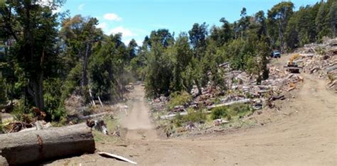 Grave daño ambiental una cooperativa afectó un bosque nativo en Villa