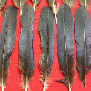 20 Large English Crow Tail Feathers - Etsy