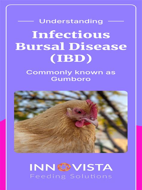 Understanding Infectious Bursal Disease (IBD) | PDF | Animal Virology ...