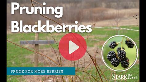 How To Prune Blackberries Everbearing Blackberries YouTube