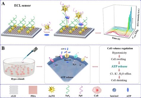 A Schematic Illustration Of Detection Of Atp Using A Ratiomertic Ecl