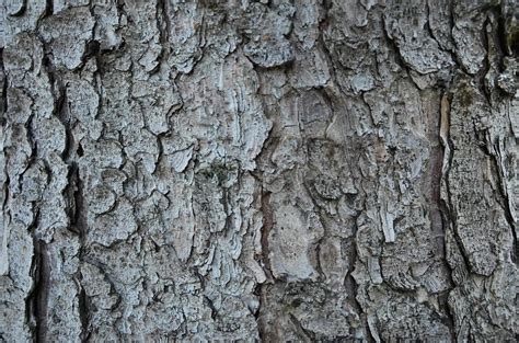 Tree bark texture 14506944 Stock Photo at Vecteezy