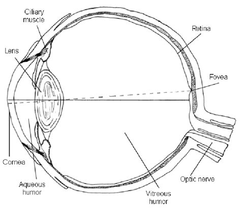 Schematic Diagram of the Eye | Download Scientific Diagram