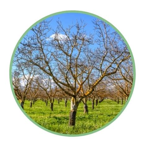 When To Spray Fruit Trees Guide Mehrabyan Nursery