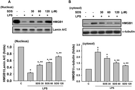 Effect Of Salidroside On The Lps Induced Hmgb1 Nucleocytoplasmic