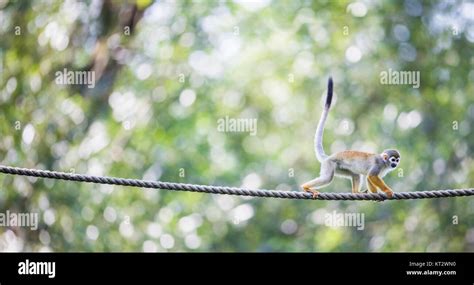 Orejas De Mono Fotografías E Imágenes De Alta Resolución Alamy