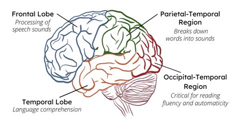 What The Science Of Reading Says About Our Brains Scholastic Teachers